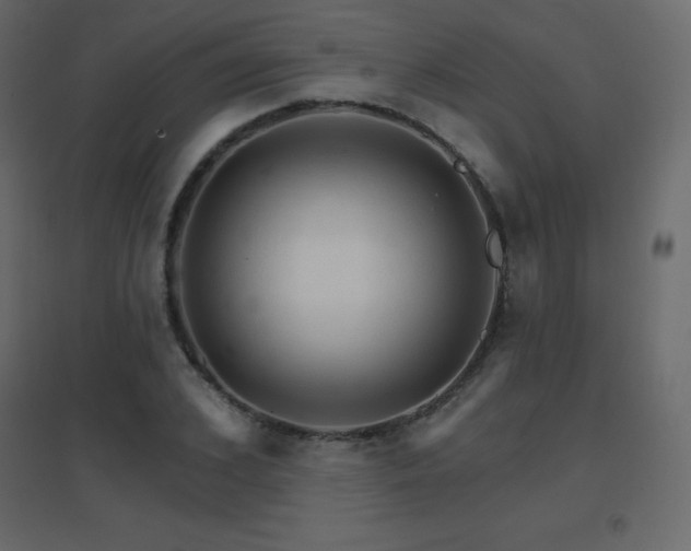 X0000096660976200802051214
