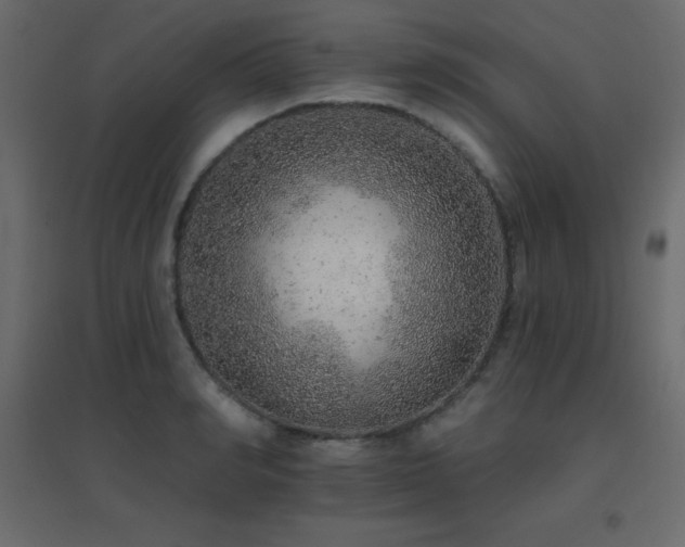 X0000096660990200802051214