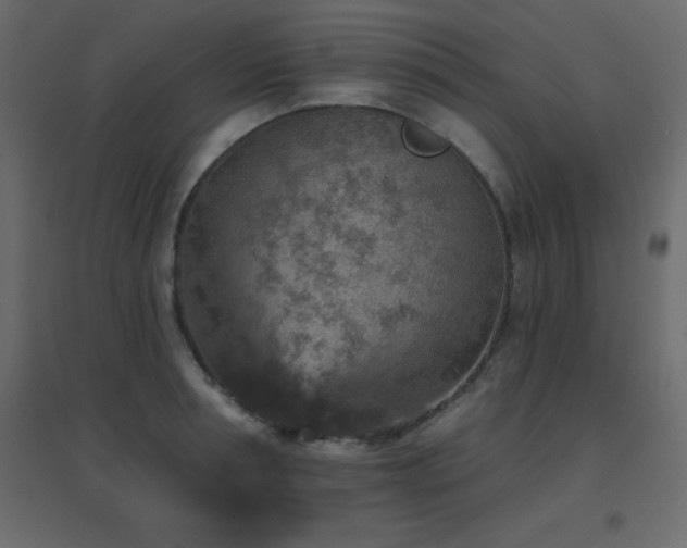 X0000096660994200802051214