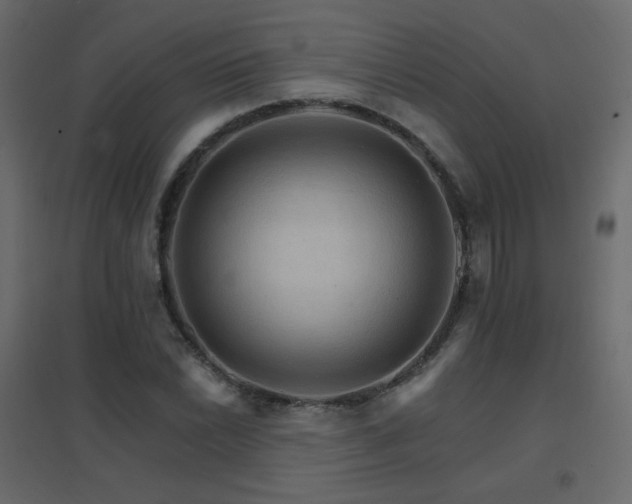 X0000096661022200802051213