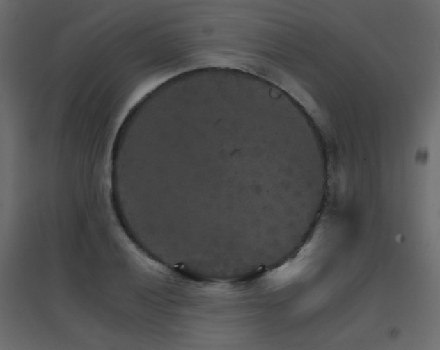 X0000096661028200802051214