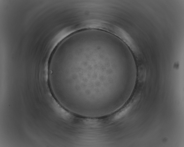 X0000096661036200802051214