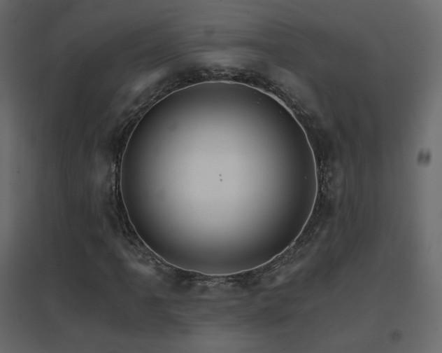 X0000096661061200802051213