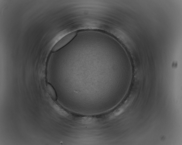 X0000096661081200802051213