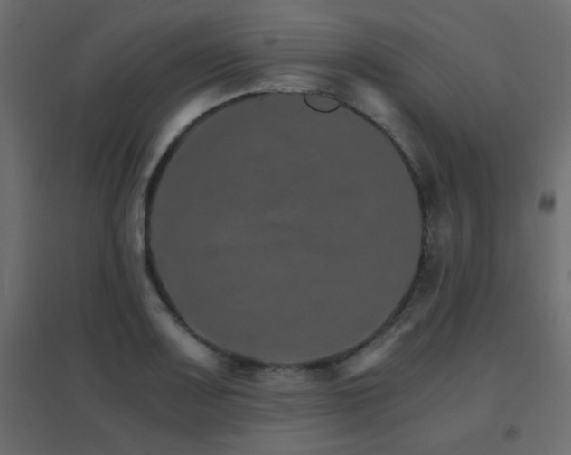 X0000096661083200802051213