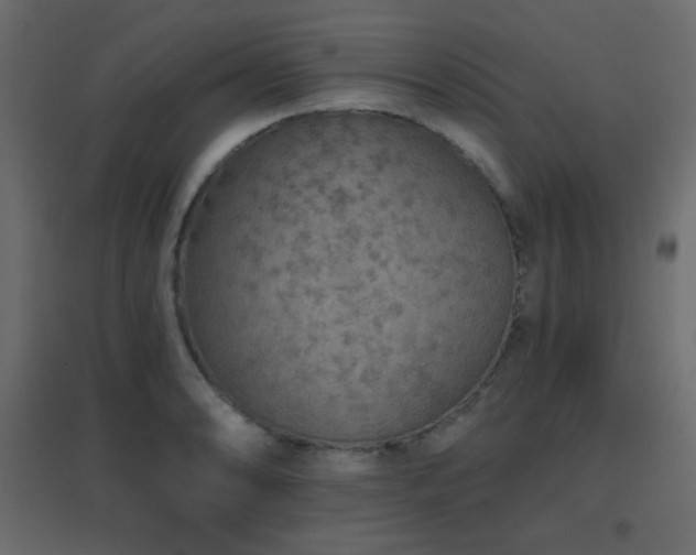 X0000096661086200802051213