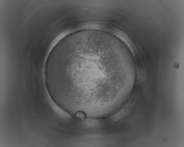 X0000096661090200802051213