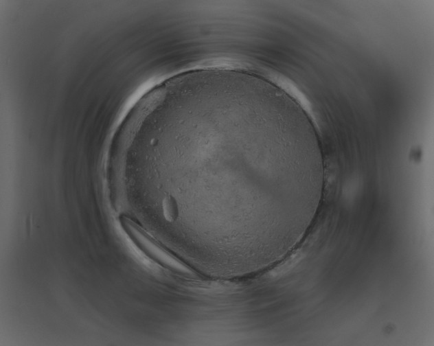 X0000096661091200802051213