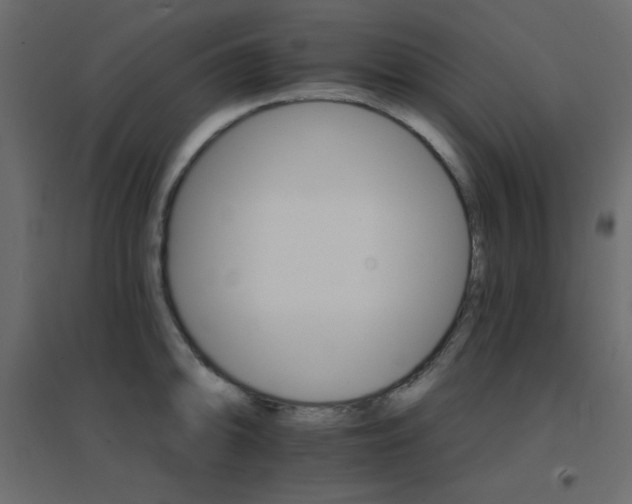 X0000096661094200802051213