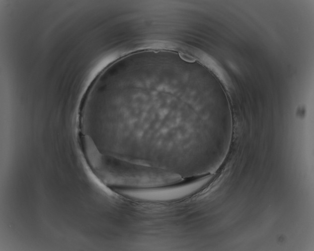 X0000096661095200802051213