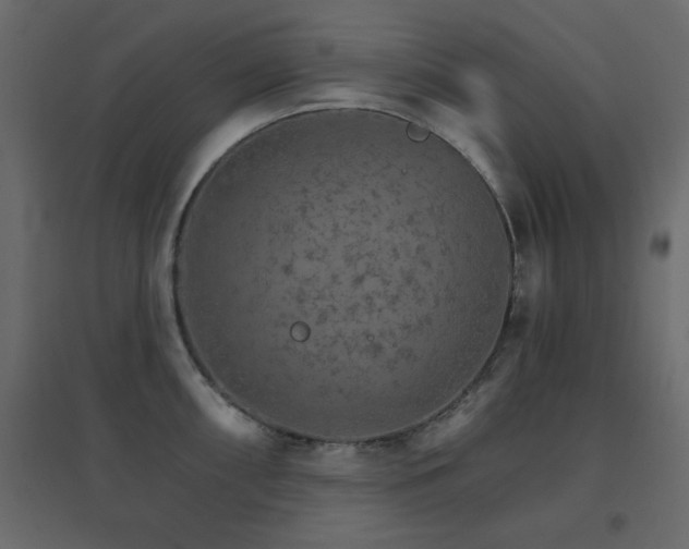 X0000096661098200802051212