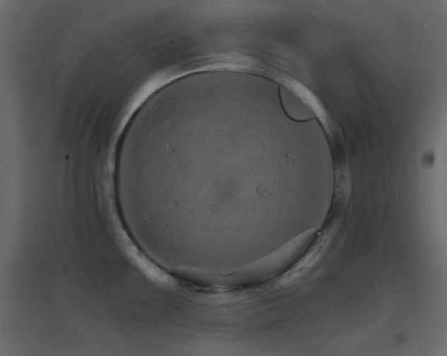 X0000096661099200802051212
