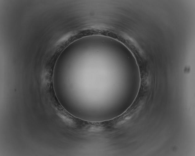 X0000096661110200802051212