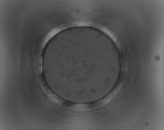 X0000096661171200802051211