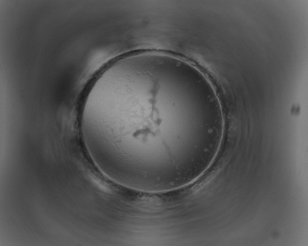 X0000096661215200802051210