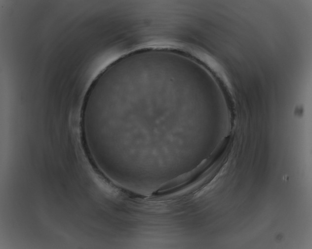 X0000096661229200802051211