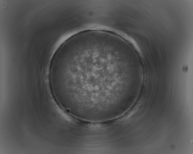 X0000096661231200802051211