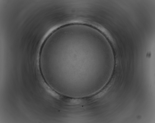 X0000096661232200802051211