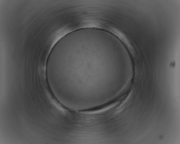 X0000096661234200802051211