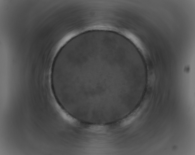 X0000096661237200802051211