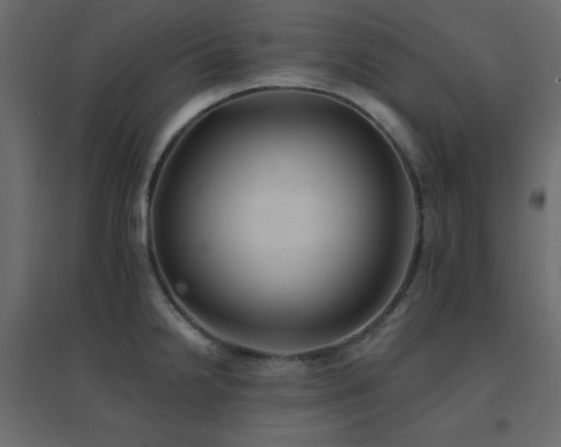 X0000096661238200802051211