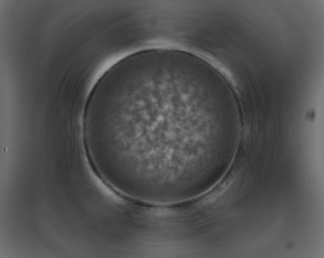 X0000096661239200802051211