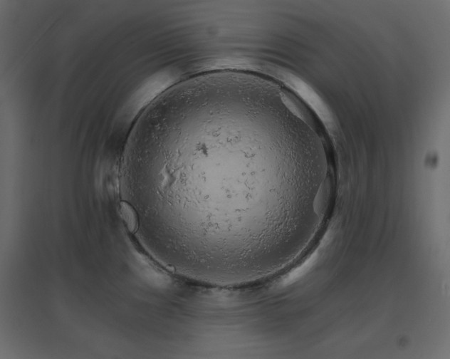 X0000096661241200802051211