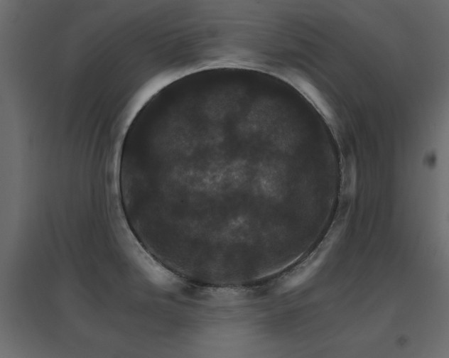 X0000096661246200802051211