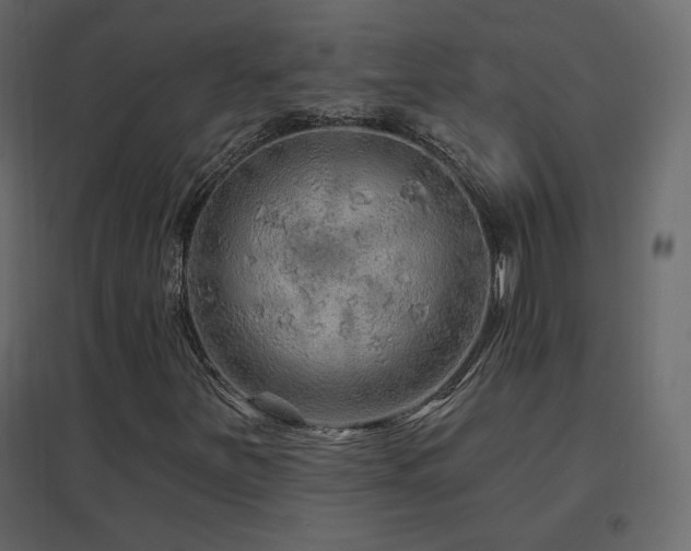 X0000096661251200802051210