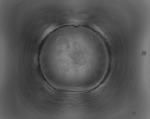 X0000096661259200802051210