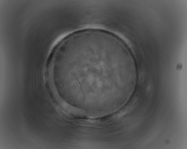 X0000096661271200802051210