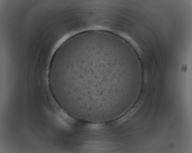 X0000096661278200802051210
