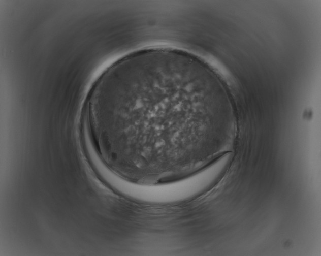 X0000096661279200802051210
