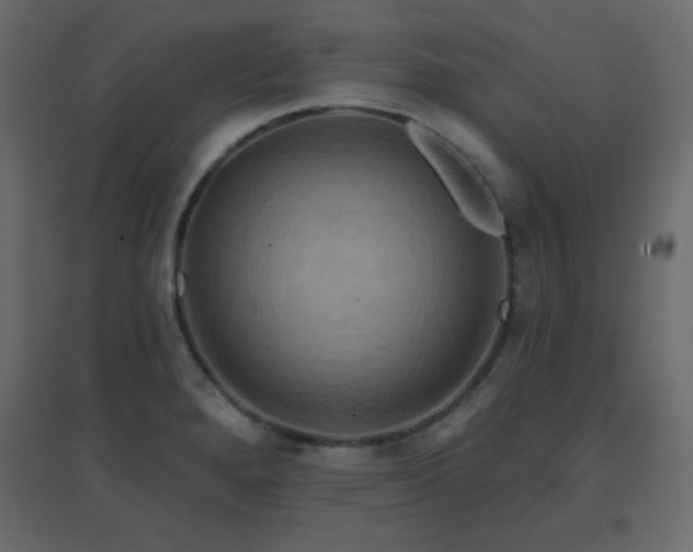 X0000096661280200802051210