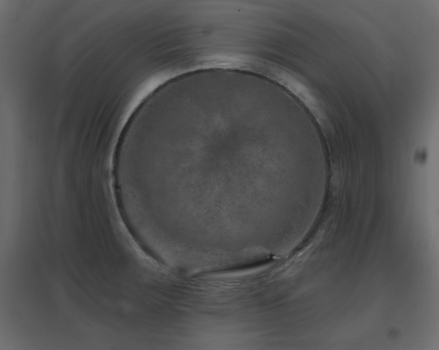 X0000096661283200802051210