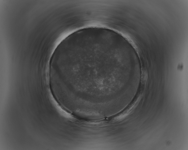 X0000096661295200802051209