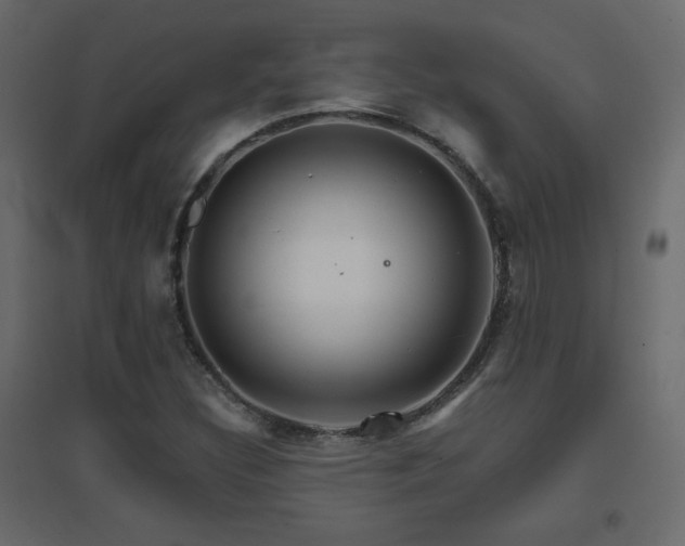 X0000096661308200802051209
