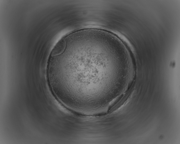 X0000096661333200802051209