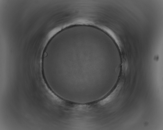 X0000096661335200802051209