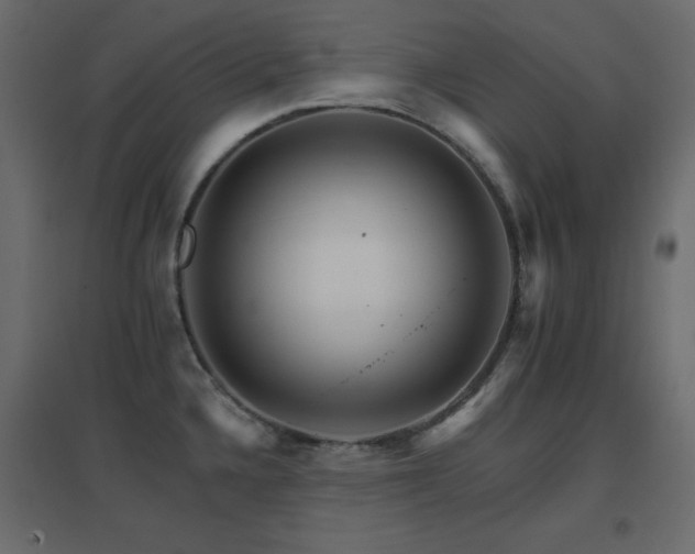 X0000096661336200802051209