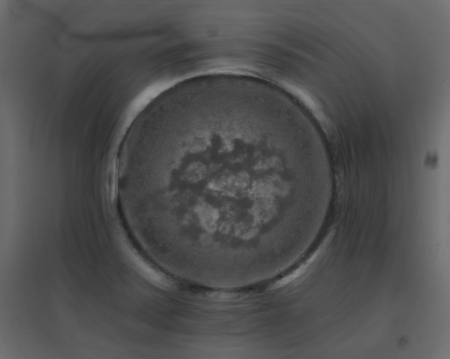 X0000096661371200802051208