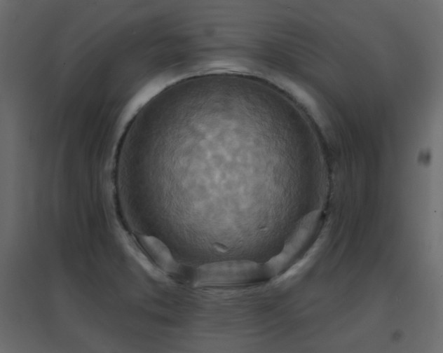 X0000096661373200802051208