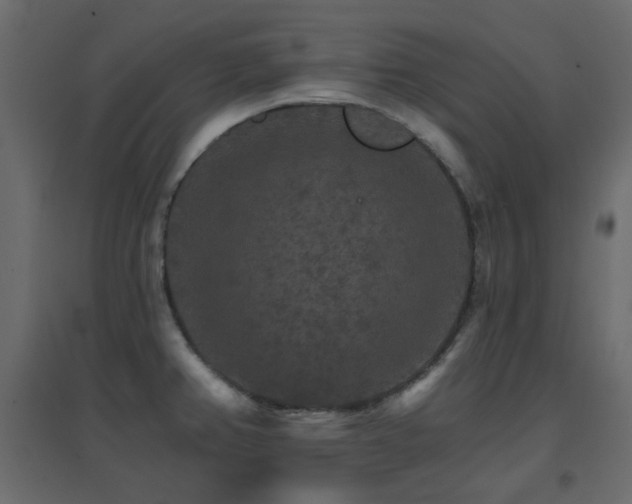 X0000096661382200802051208