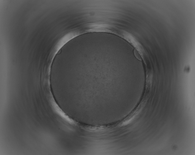 X0000096661386200802051208