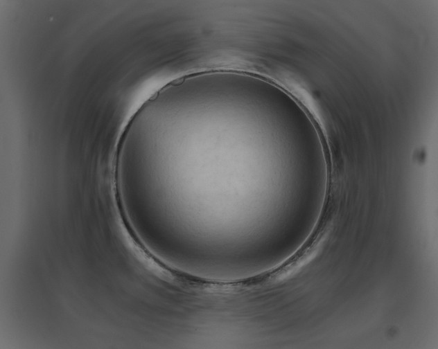 X0000096661389200802051208
