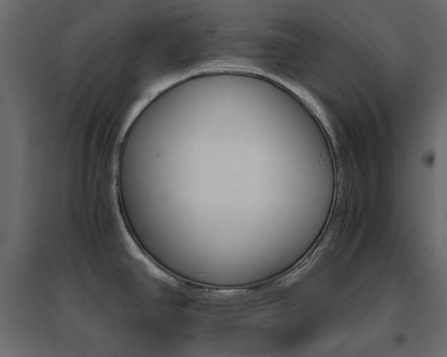 X0000096661390200802051208