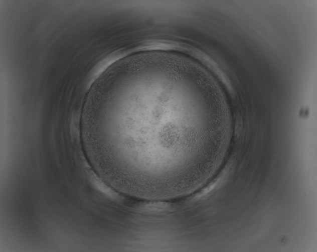 X0000096661417200802051208