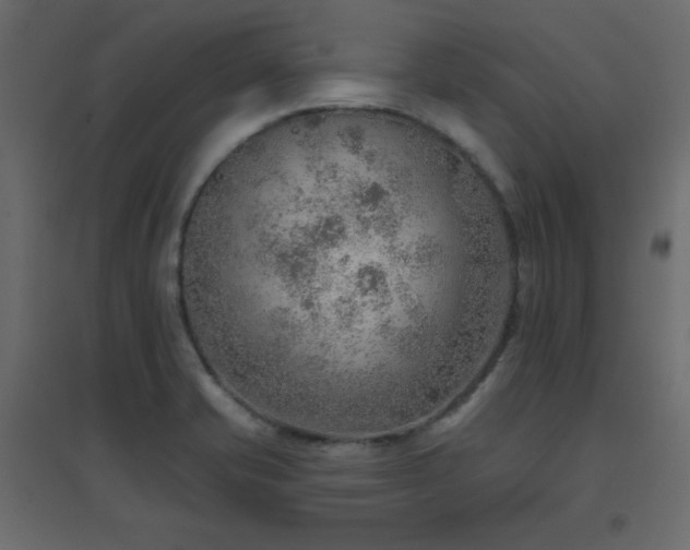 X0000096661421200802051208