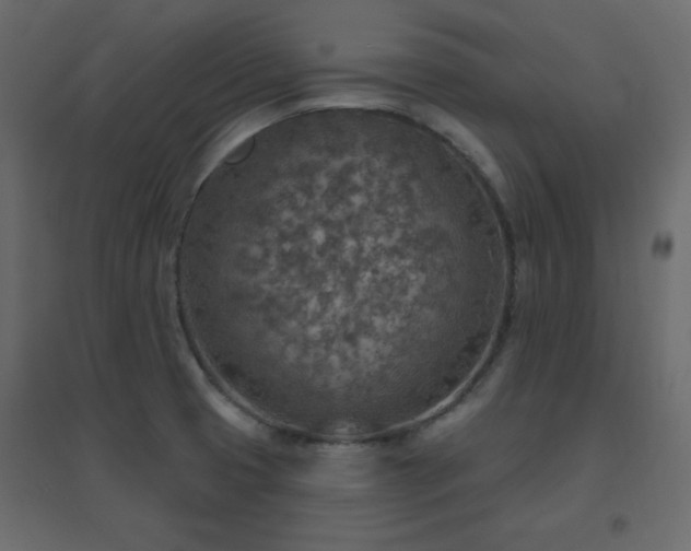 X0000096661425200802051208