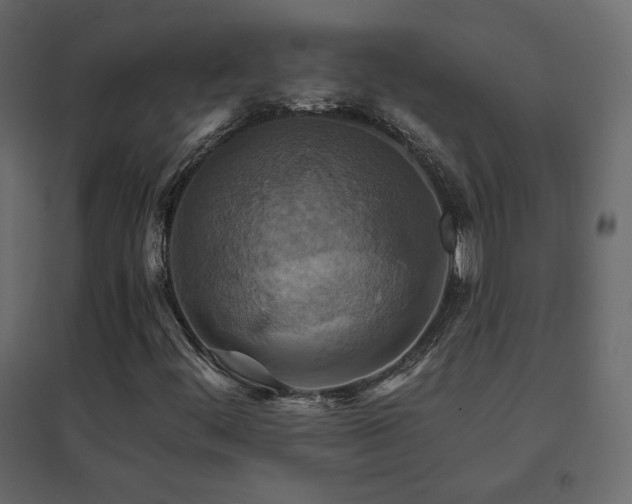X0000096661444200802051207